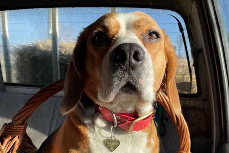 Alerte Disparition Chien  Femelle , 3 ans La Biolle France