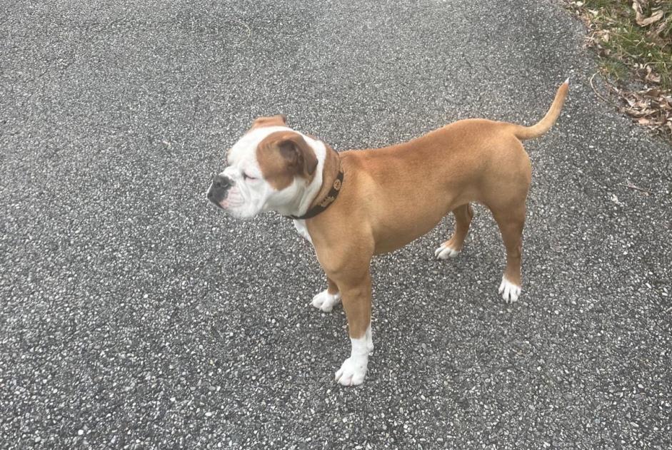 Avviso scomparsa Cane Femmina , 3 anni Saint-Baldoph Francia Avviso scomparsa Cane Femmina , 3 anni Saint-Baldoph Francia